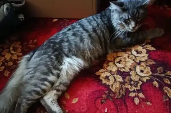 Пропала кошка, ул. Дементьева, 14, Тула - photo