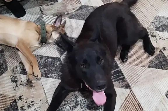 Пропали собаки в дер. Григоровское, Калуга - photo