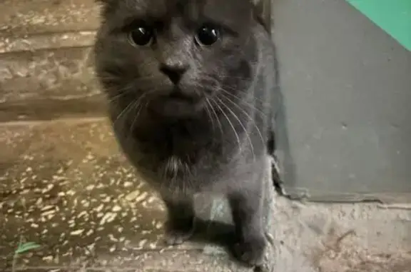 Найденные животные Казань, фото: Кошка найдена: Казань, 1-я Станционная ул.