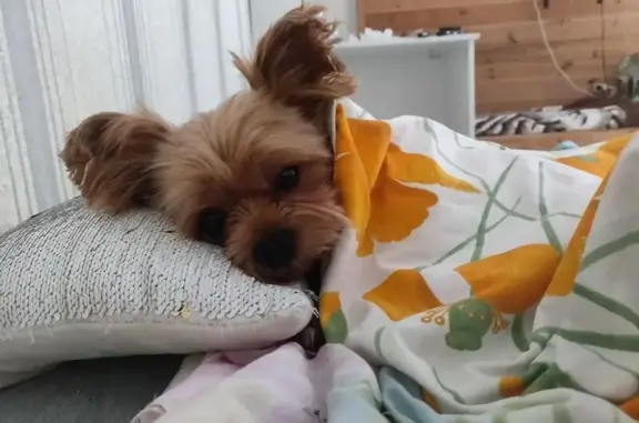 Собаки потеряшки, Краснодар, фото: Потеряшка собака, ул. Краеведа Соловьёва, Краснодар