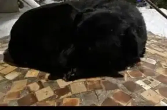 Найдена собака, Ульяновск, фото: Найдена собака, Хрустальная 39, Ульяновск