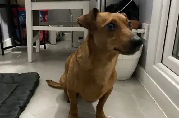 Найдена собака, Калининград, фото: Найдена собака у магазина на Карташева, 69