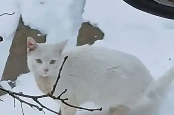 Объявления о пропавших и найденных животных, Токсово, фото: Красивая кошка на Лесовода Морозова, Токсово