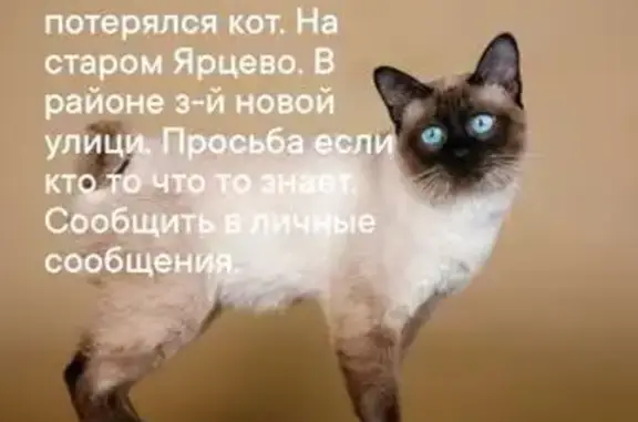 Пропала кошка, Смоленская область - photo