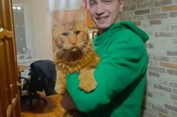 Найдена кошка, Элиста, фото: Найдена кошка, мейн-кун, 27Б, Элиста