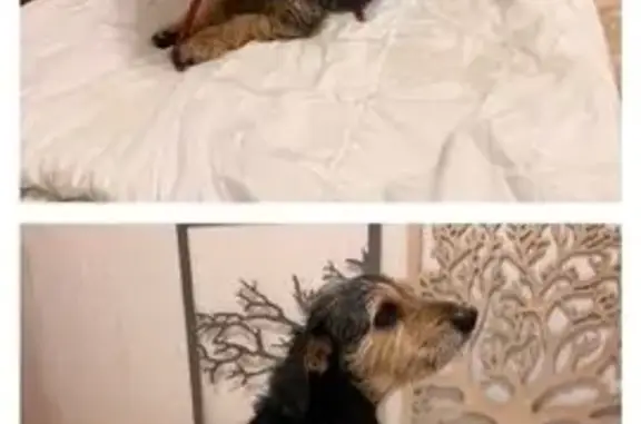 Пропала собака, ул. Нариманова, Ростов - photo