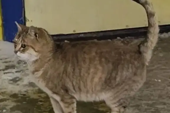 Найдена кошка, Первомайское, фото: Кошка найдена: Рабочая ул, 11с1, Первомайское