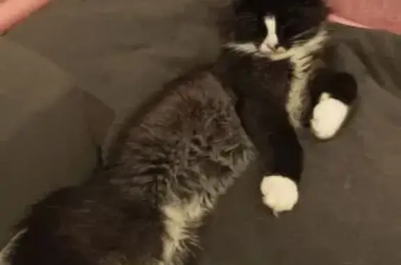 Кошки потеряшки, Брянск, фото: Потеряшка кошка, Песчаная ул. 29, Брянск