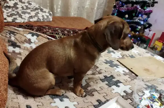 Пропал пёс Кардан, ул. Гагарина, Вологда - photo