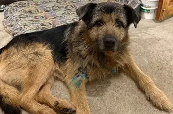 Найдена собака, Логиново, фото: Найдена собака в Логиново, Московская обл.