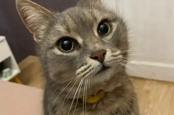 Объявления о пропавших и найденных животных, Ростов-на-Дону, фото: Кошка найдена на ул. Ларина, 41/19