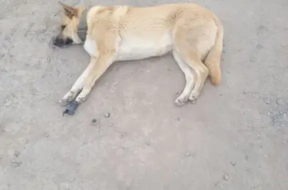 Пропала собака, Янино-1, Ленобласть - photo