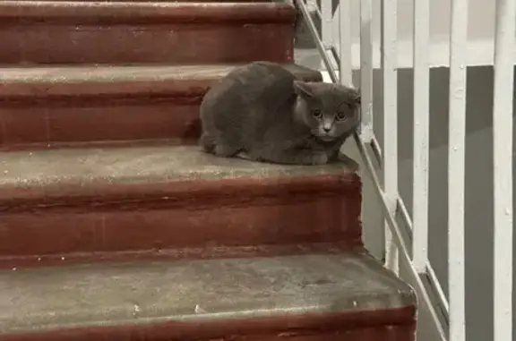 Объявления о пропавших и найденных животных, Москва, фото: Кошка найдена, Криворожская 25, Москва