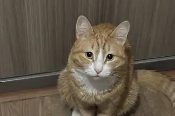 Пропала кошка, пр. Сахарова, Екатеринбург - photo