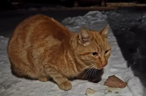 Найдена кошка, Калининград, фото: Рыжий кот найден на Озерова, 16Б, Калининград