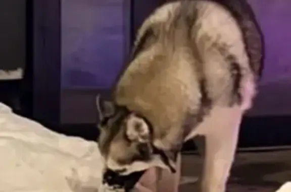 Найдена собака, Санкт-Петербург, фото: Хась найден на Среднерогатской, 20, СПб