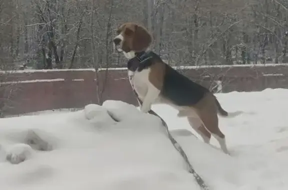 Пропал бигль на ул. Княжнина, 2, Москва - photo