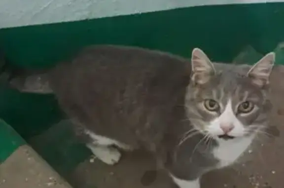 Найдена кошка, Щёлково, фото: Кошка найдена: Полевая ул., 11А, Щёлково