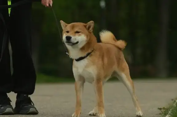 Пропала собака, Центральная ул. 66, Щёлково - photo