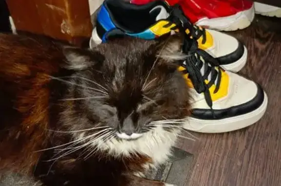 Кошки потеряшки, Красная Поляна, фото: Потеряшка кошка, Вознесенская 16, Красная Поляна