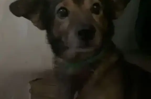 Собаки потеряшки, Ростов-на-Дону, фото: Потеряшка собака, 26-я линия 40, Ростов-на-Дону