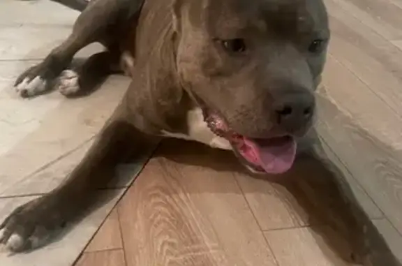 Найдена собака, Акбердинский сельсовет, фото: Найдена собака, Акбердино, Башкортостан