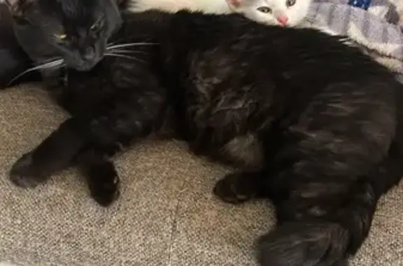 Пропал черный кот, Самара, Самарская обл. - photo