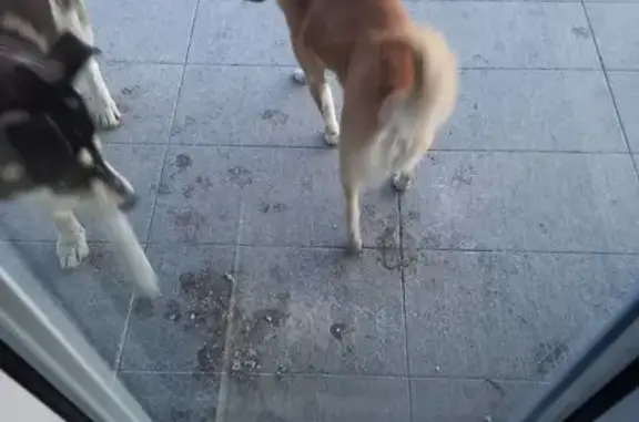 Найдена собака, Оренбург, фото: Собака найдена: пр. Дзержинского, 23, Оренбург