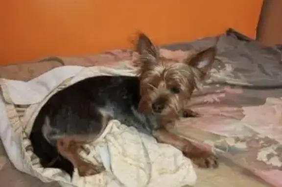 Найденные животные Саров, фото: Йорк найден, ул. Силкина 2Б, Саров