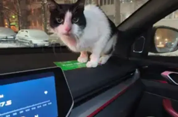 Пропала кошка: Кронштадтское шоссе, 38 - photo