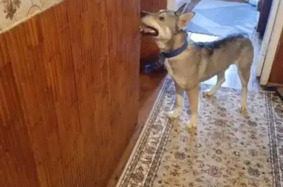 Найдена собака, Томск, фото: Собака найдена: ул. Аркадия Иванова, Томск