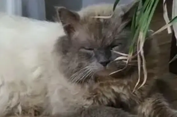 Пропала сиамская кошка, Кировская область - photo