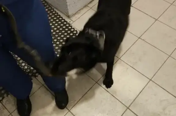 Найдена собака, Пенза, фото: Найдена собака, ул. Мира, 19, Пенза