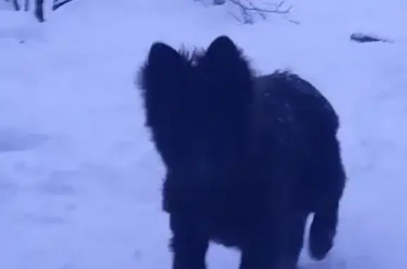 Пропала собака, ул. Калинина 46, Курганинск - photo