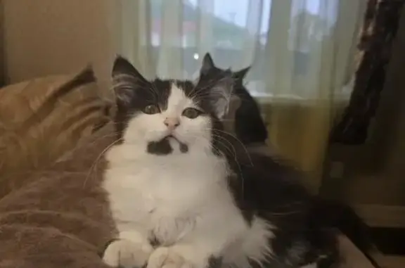 Пропала кошка, пр. Строителей, 16, Пенза - photo