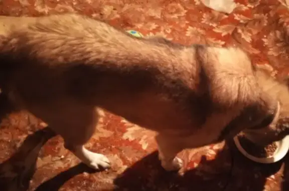 Найдена собака, Малышевское, фото: Найдена собака, Малышевское с/п, Владимирская обл.