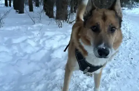 Найдена собака, Мытищи, фото: Трехцветная собака найдена в Мытищах
