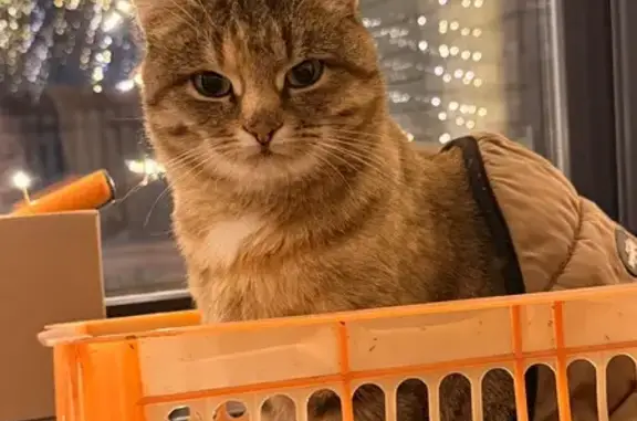 Найдена кошка, Семиозерское, фото: Кошка найдена, Семиозерское, Татарстан