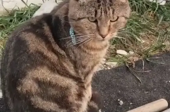 Пропала кошка, Виноградная ул., Раевская - photo