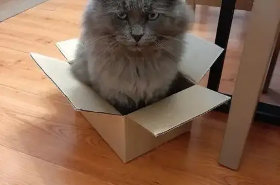 Пропала кошка, 18-й проезд, 9, Владимир - photo