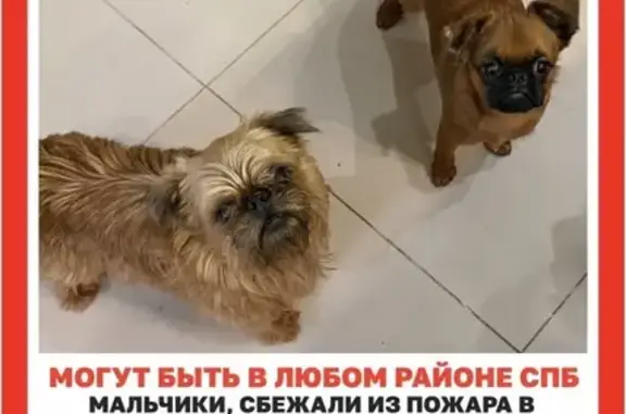 Пропала собака: 6-я линия, Куйвози - photo