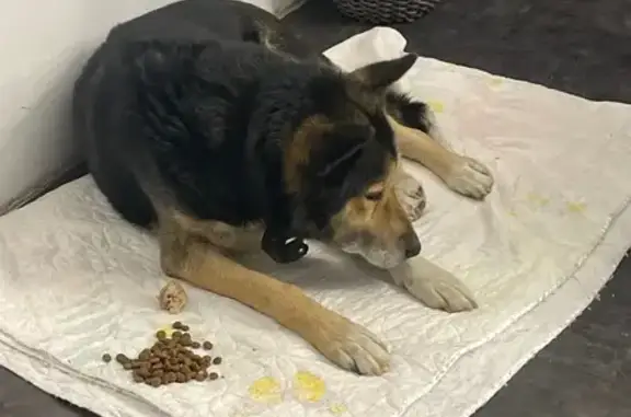 Найдена собака, Иркутский тракт, Томск - photo