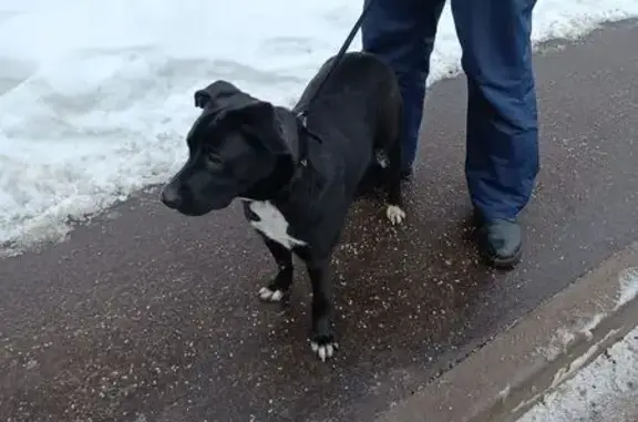 Найдена собака, Москва, фото: Найдена собака, Черкизовская ул., Москва