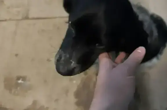 Найдена собака, Астрахань, фото: Спаниель найден: ул. Джона Рида, 39, Астрахань