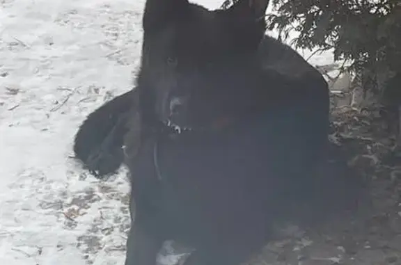 Пропала собака, Верхнее Елькино, Тула - photo