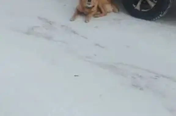 Объявления о пропавших и найденных животных, Благовещенск, фото: Собака найдена: ул. Василенко, 20/2