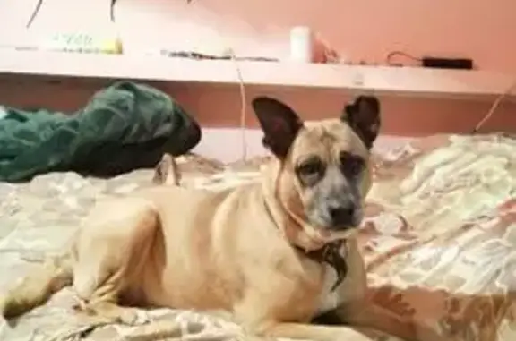 Объявления о пропавших и найденных животных, Ольгинская, фото: Пропала собака, ул. Ленина, 78, Ольгинская