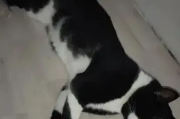 Пропал котик, Елизаветинская, Краснодарский край - photo