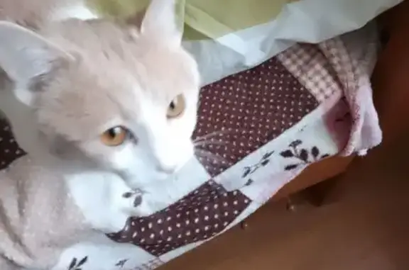 Найдена кошка, Рязань, фото: Кошка найдена в Рязани, Рязанская обл.