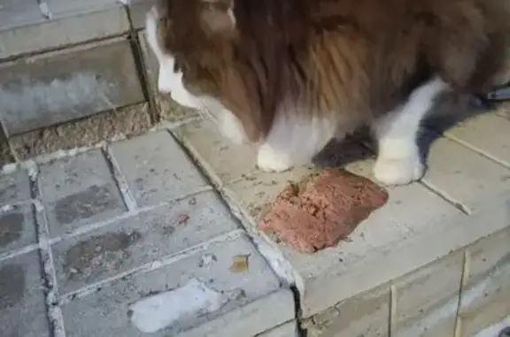 Найденные животные Мичуринск, фото: Кошка найдена у 